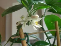 Calamondin-Spalier 2010.05.27 3.webp