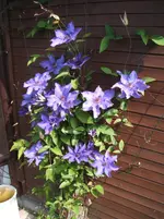 Garten 057.webp