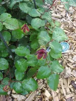 IMG_0542.webp