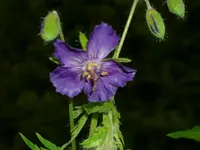 DSCI0924.webp