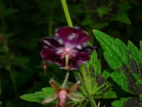 DSCI0925.webp