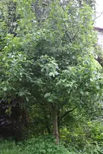 baum.webp