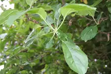 blatt.webp