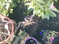 meine Ausbeute2 - 27.05.2010.webp