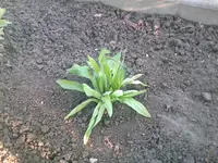 meine Ausbeute6 - 27.05.2010.webp