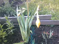 meine Ausbeute8 - 27.05.2010.webp