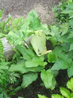 Aaronstab mit Blüte.webp