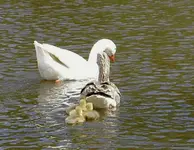 Gaensefamilie v.webp