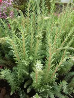 sedum.webp