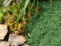 wurz-an-thymian.webp