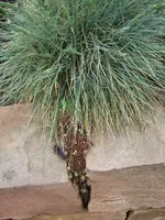 blauschwingel-mit-wurz.webp