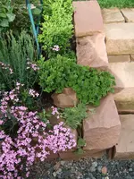 treppenwurz+sedum.webp