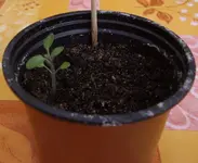 Birnenmelone.webp