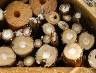 Insektenhotel 2.webp