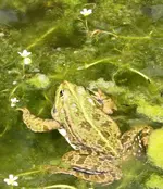 Frosch.webp