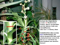 28_06_03 Yakomu_ Dracaena 640dpi_03.10 Kopie.webp