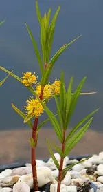 Sumpfgoldfelberich3_klein.webp