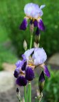 blau-lila Iris_klein.jpg