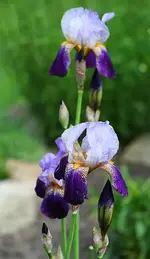 blau-lila Iris_klein.webp