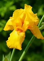 gelbe Iris_klein.webp
