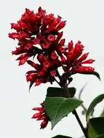 Hammerstrauchblüte3_klein.webp