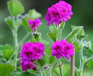 pinkfarbene Geranie_klein.webp