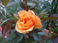28-05.2010 009.webp