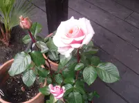 28-05.2010 011.webp
