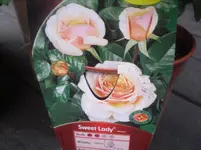 28-05.2010 013.webp