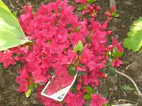 011.webp