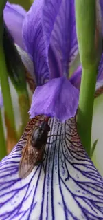 Iris.webp