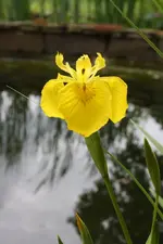 Iris gelb.webp