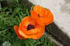 Mohn.webp