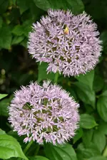 Zierlauch.webp