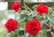 IMG_1535.webp