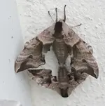 Lindenschwärmer2.webp