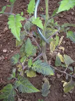 100_1330.webp