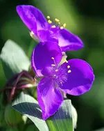 Dreimastblume.webp