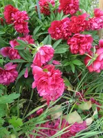 IMG_1349.webp