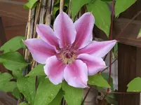 Garten 051.webp