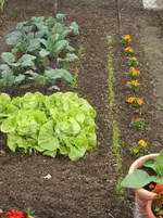 Garten 053.webp