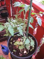 IMG_0802.webp