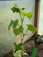 Garten 058.webp