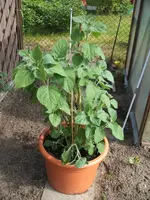 Garten 059.webp
