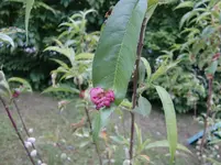 CIMG1016.webp