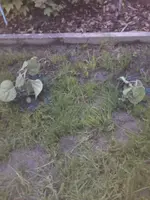 neue Physalis - 28.05.2010.webp