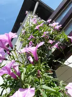 P1040424.webp