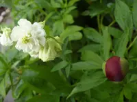 Fotos 015.webp