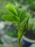 Fotos 012.webp