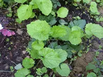 unknown1.webp